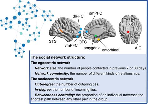 neural and social networks|Frontiers .